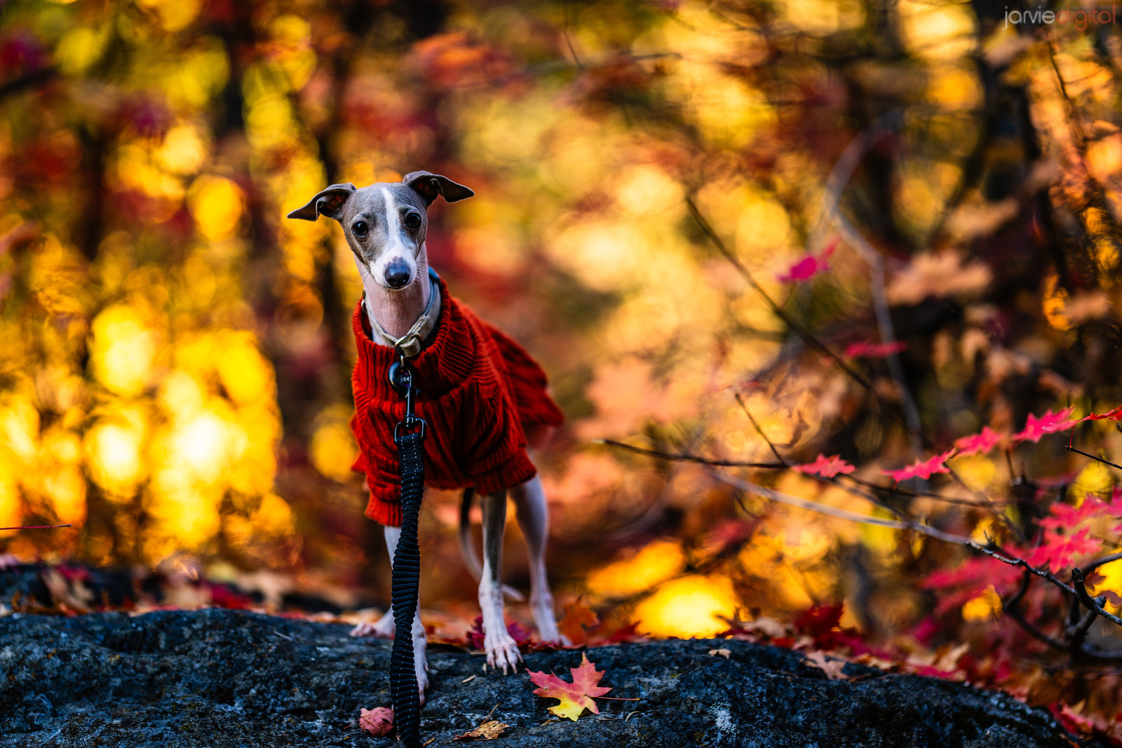 Love among the fall leaves